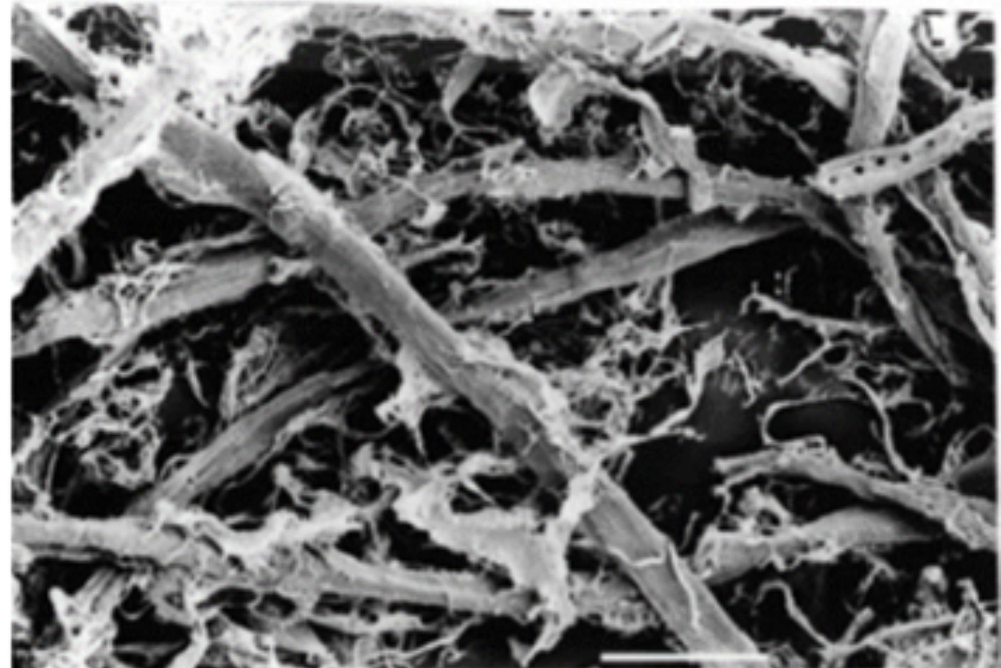Improvement of the Paper Recycling Process through Enzymatic Refinement of Pulp